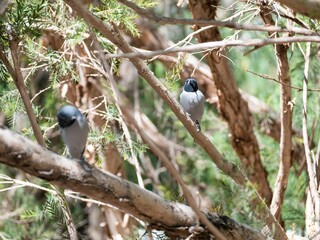 Scenery of Masked woodswallow on a branch (Todiramphus Sanctus)