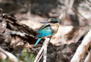 Closeup of a sacred kingfisher on a branch (Todiramphus sanctus)