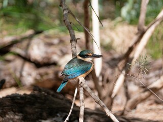 Closeup of a sacred kingfisher on a branch (Todiramphus sanctus)