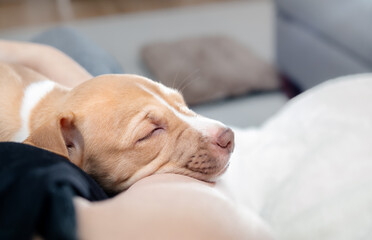 Cute puppy sleeping on pet owner in living room. Exhausted puppy dog feeling safe and secure. Concept for bringing home puppy or dog adoption. Boxer Pitbull mix breed. Selective focus.