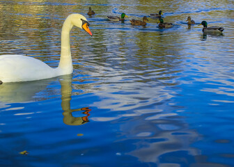 swan on the lake, romantic landscape