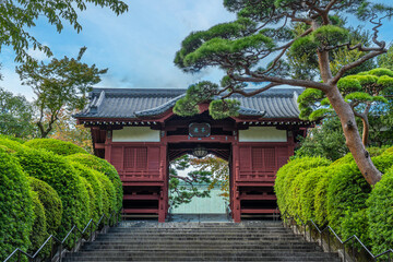 護国寺　松の木　山門