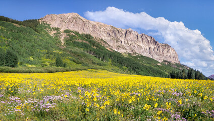 Fototapeta na wymiar Blanket of summer wild flowers in the Gothic Crested Butte area of Colorado