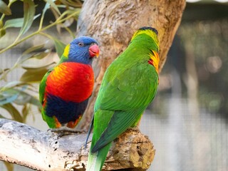 Closeup of two Loriini parrots perched on a tree trunk
