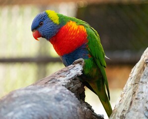 Closeup of a Loriini parrot perched on a tree trunk
