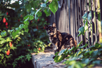 Beautiful cat in a park, close up, sun set