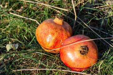 Fresh ripe pomegranates fruit on the grass.