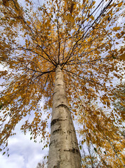 Fototapeta premium autumn in the park