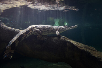 alligator in the everglades