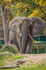 elephant in the zoo