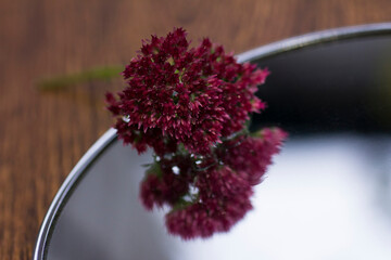 Red flower reflected in the mirror
