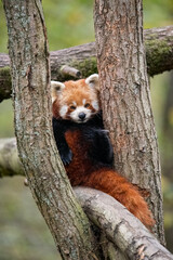 red panda in tree