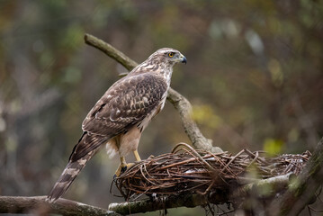 bird of prey