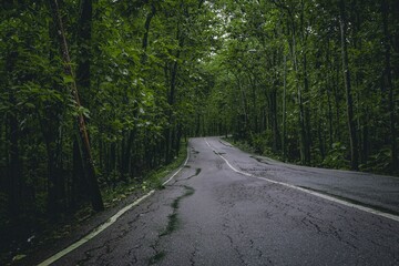Cracked asphalt road through the forest with dense green trees