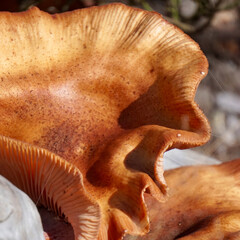 Pilze um das Naturschutzgebiet Hohes Venn