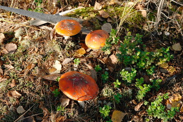 fly agaric, red, beautiful mushroom in the forest