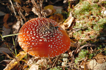 fly agaric, red, beautiful mushroom in the forest