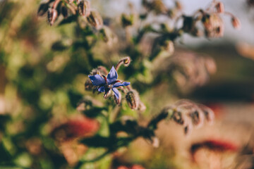 Blume