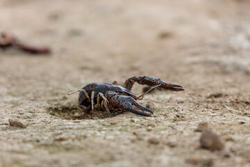 Dead Crayfish on Clayey Dry Soil