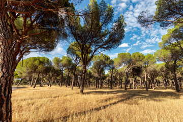 Pine Forest in Aljezur, Algarve, Portugal