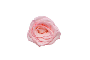 Blooming pink rose flowers with transparent background