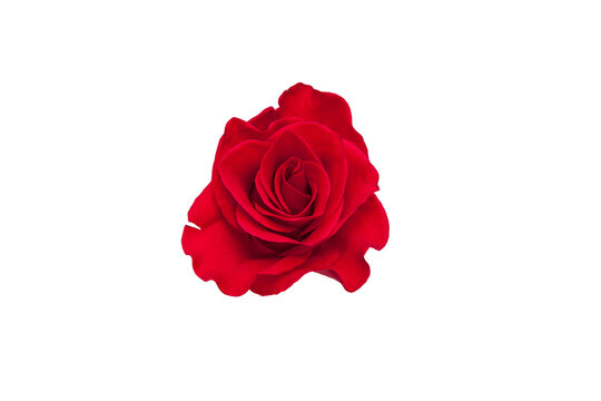 Blooming red rose flowers with transparent background
