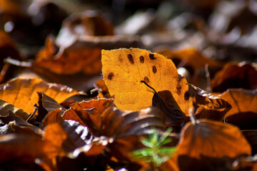 Macro shot of an orange colored leaf on the forest floor in autumn