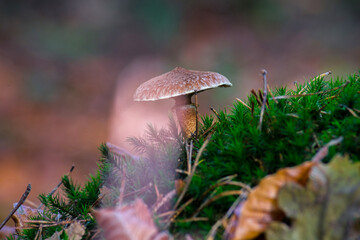 Macro shot of a brown mushroom on a mossy hill with a blurred background