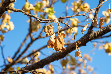 Close-up autumn leaves on blue sky background.
