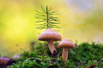 Macro shot of two mushrooms on a mossy hill with a blurred background