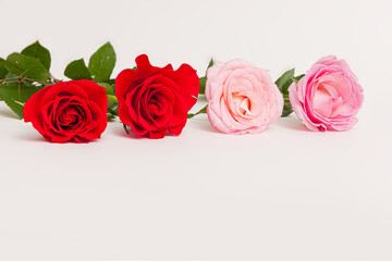 Blooming pink red rose flower isolated on white background