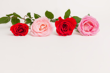 Blooming pink red rose flower isolated on white background