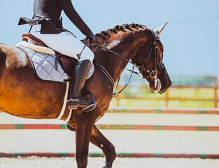 A beautiful fast racing bay horse with a rider in the saddle gallops near the barrier on a sunny...