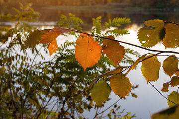 Yellow autumn leaves on the background of the river. Autumn sunset on the river. October, september, november