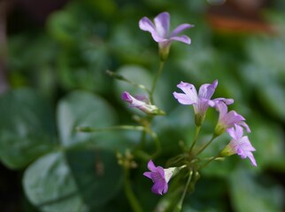 Closeup shot of the purple field flowers