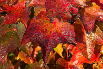 Colourful autumn leaves on a bush