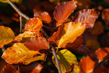 Colourful autumn leaves on a bush
