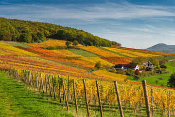 Fototapeta na wymiar Der Rotweinwanderweg in den Weinbergen der Ahr im Goldenen Oktober 2022