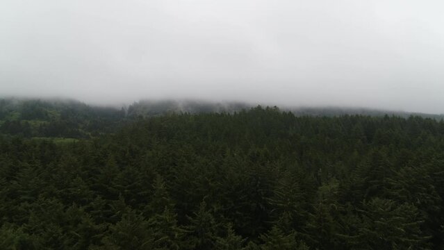 Aerial flying above forest of pine trees in coastal Oregon near Tillamook on foggy misty day in fall in early morning with marine layer