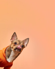 A hungry chihuahua dog licks its nose with its tongue sticking out on an orange background. Copy...