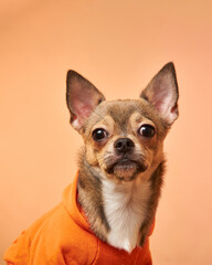 Cute chihuahua dog in a hoodie on an orange background. The dog looks at the camera. 