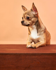 Funny dog face close-up. A dog with a suspicious face. Chihuahua. Funny memes.