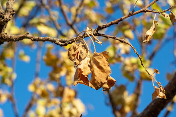 Close-up autumn leaves on blue sky background.