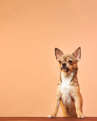 Funny dog face close-up. A dog with a suspicious face. Chihuahua. Funny memes. - obrazy, fototapety, plakaty