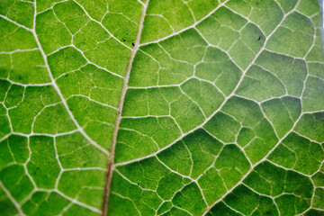 Freen leaf macro photography