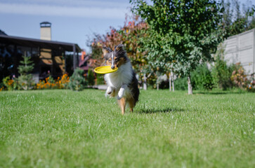 Cute grey brown tricolor dog sheltie is playing with yellow frisbee disc. Shetland sheepdog is running and doing sport