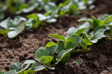 Radish sprouts in the garden. The concept of ecological products.