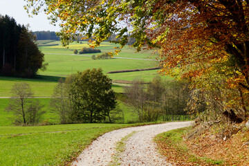 a road leading through the scenic sun-drenched autumnal landscape with yellow trees and still green meadows of the Bavarian countryside (Konradshofen village in Bavaria, Germany)