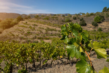 Fototapeta na wymiar Green vineyard in the mountains. Gratallops village in Priorat in Catalonia, Spain. winemaking region. horizontal landscape composition