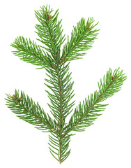 Fir tree branch isolated on a white background, top view. Christmas fir or pine branch.